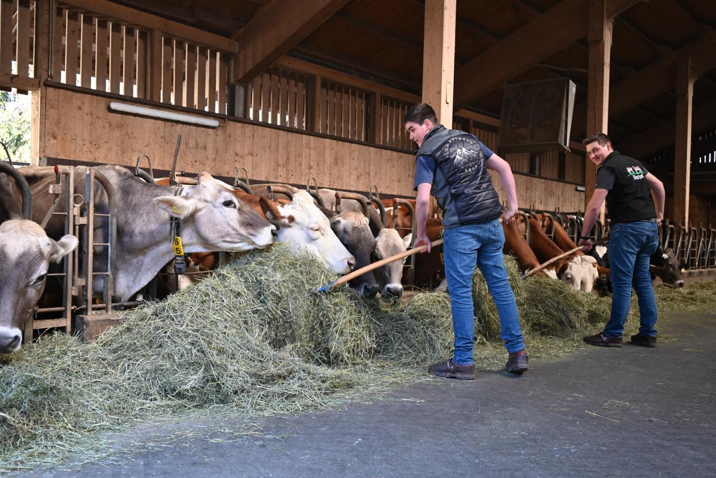 Kühe im Rinderstall