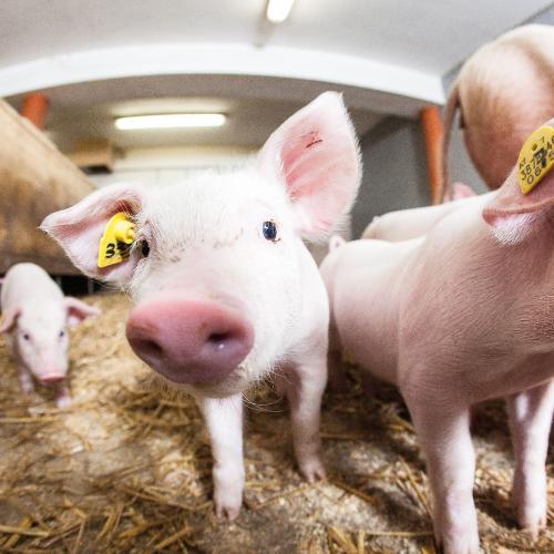 Schweinestall