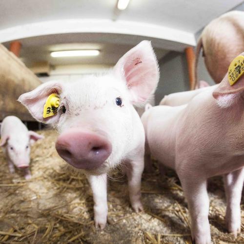 Schweine